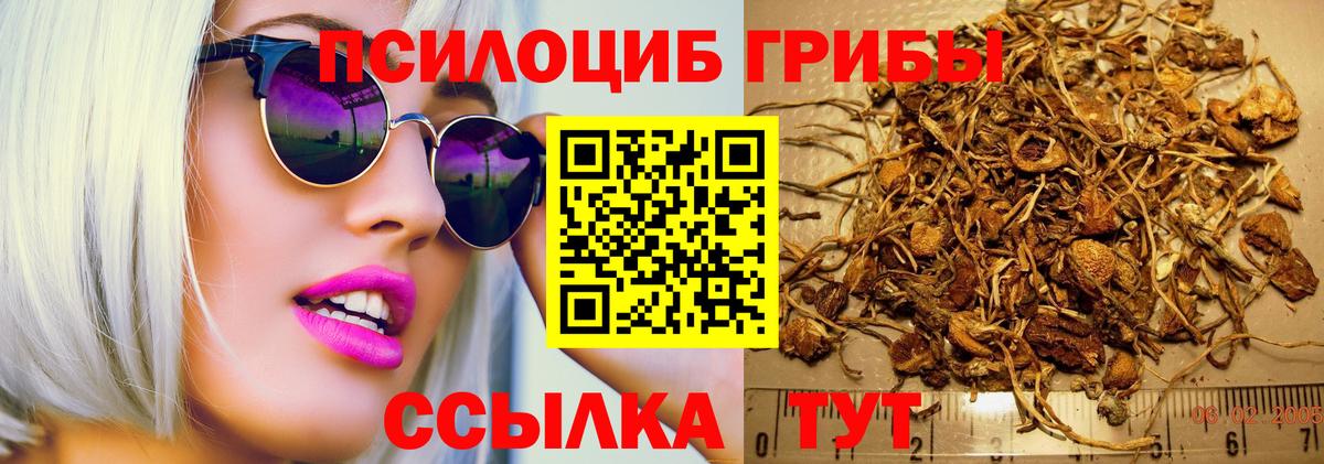 Галлюциногенные грибы Psilocybine cubensis Избербаш